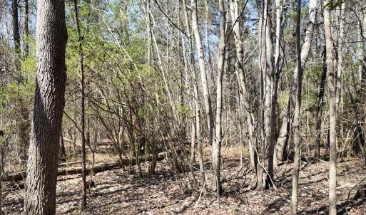 Photo #26 of Off Seven Creeks Hwy, Nakina, NC 9.9 acres
