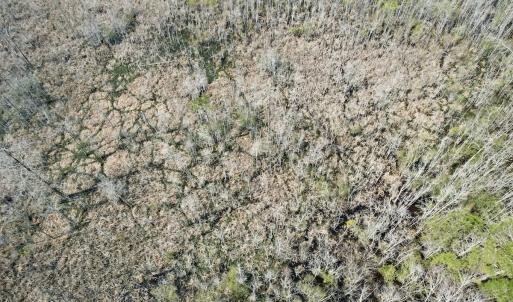 Photo #29 of Off Seven Creeks Hwy, Nakina, NC 9.9 acres
