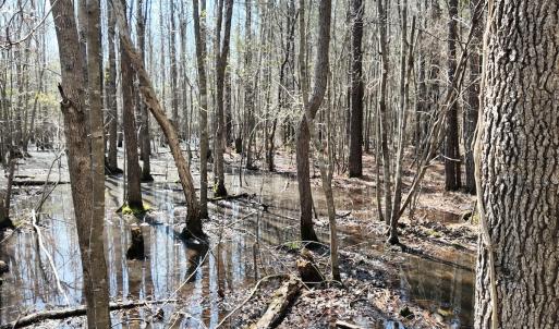 Photo #31 of Off Seven Creeks Hwy, Nakina, NC 9.9 acres