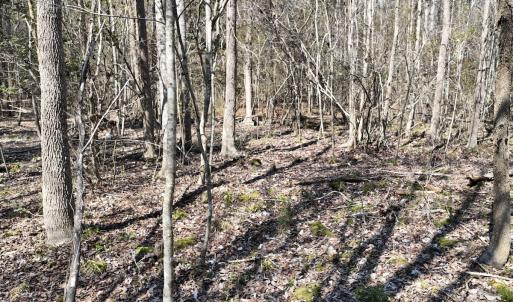 Photo #32 of Off Seven Creeks Hwy, Nakina, NC 9.9 acres