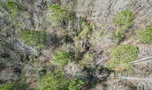 Photo #33 of Off Seven Creeks Hwy, Nakina, NC 9.9 acres