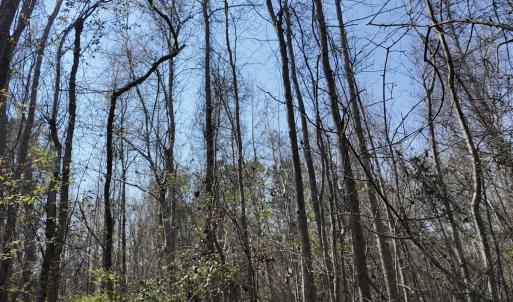 Photo #37 of Off Seven Creeks Hwy, Nakina, NC 9.9 acres