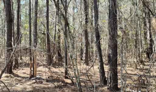 Photo #38 of Off Seven Creeks Hwy, Nakina, NC 9.9 acres