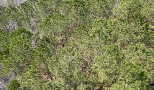 Photo #44 of Off Seven Creeks Hwy, Nakina, NC 9.9 acres