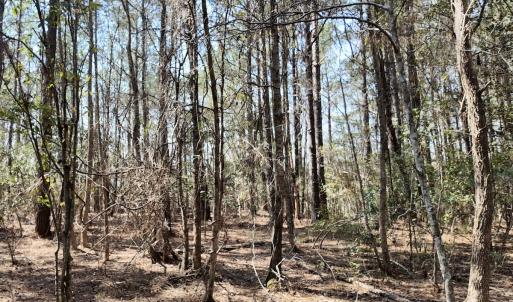 Photo #45 of Off Seven Creeks Hwy, Nakina, NC 9.9 acres