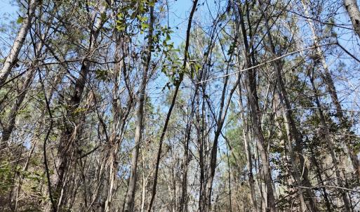 Photo #46 of Off Seven Creeks Hwy, Nakina, NC 9.9 acres