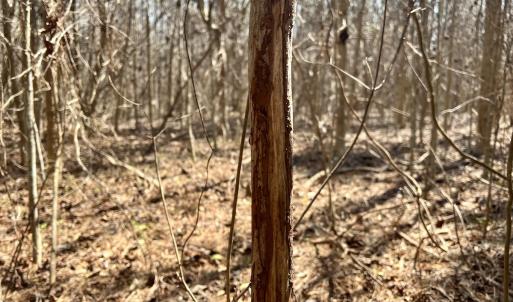 Photo #52 of Off Seven Creeks Hwy, Nakina, NC 9.9 acres