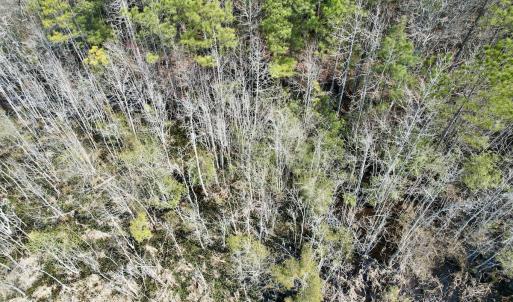 Photo #54 of Off Seven Creeks Hwy, Nakina, NC 9.9 acres