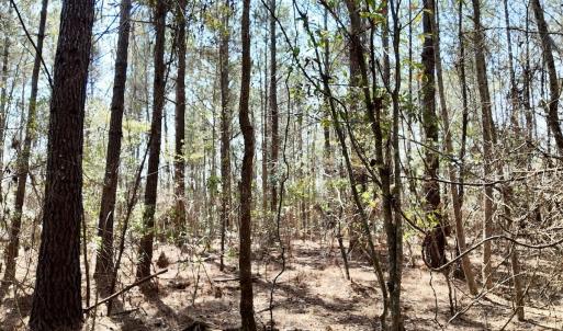 Photo #56 of Off Seven Creeks Hwy, Nakina, NC 9.9 acres