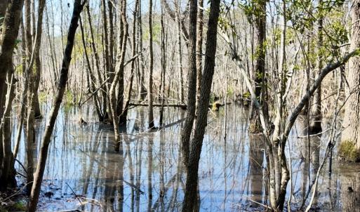 Photo #58 of Off Seven Creeks Hwy, Nakina, NC 9.9 acres