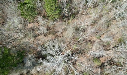 Photo #63 of Off Seven Creeks Hwy, Nakina, NC 9.9 acres
