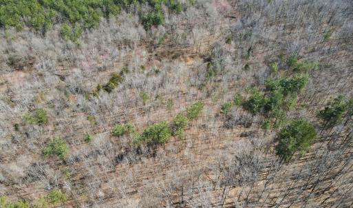 Photo #13 of Off Christopher Lane, Keysville, VA 59.0 acres