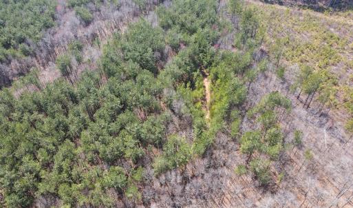 Photo #14 of Off Christopher Lane, Keysville, VA 59.0 acres