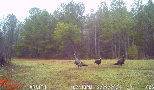 Photo #17 of Off Christopher Lane, Keysville, VA 59.0 acres