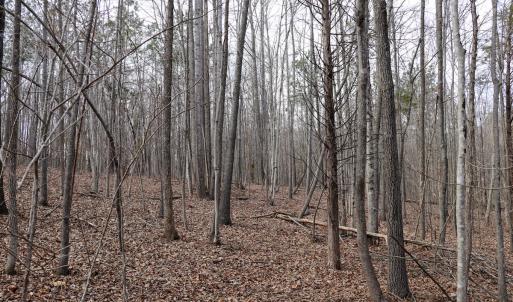 Photo #21 of Off Christopher Lane, Keysville, VA 59.0 acres