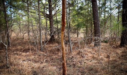 Photo #22 of Off Christopher Lane, Keysville, VA 59.0 acres