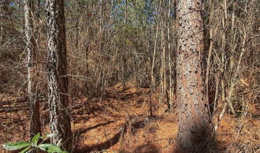Photo #49 of Off Highway 41, Trenton, NC 50.7 acres