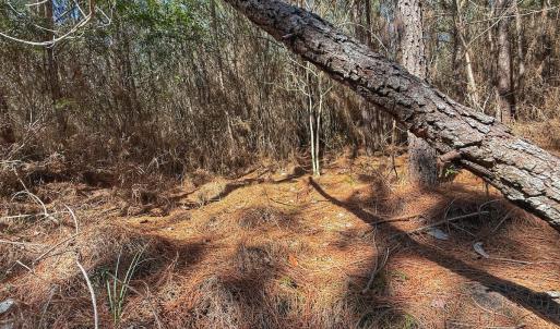 Photo #50 of Off Highway 41, Trenton, NC 50.7 acres