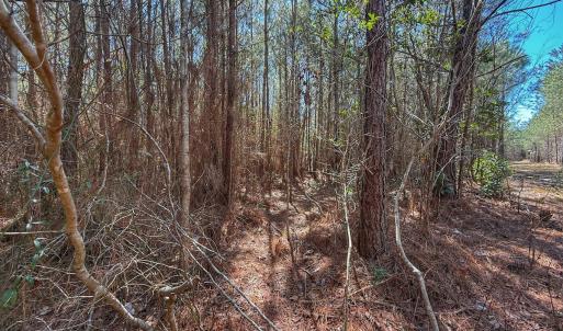 Photo #51 of Off Highway 41, Trenton, NC 50.7 acres