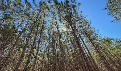 Photo #53 of Off Highway 41, Trenton, NC 50.7 acres
