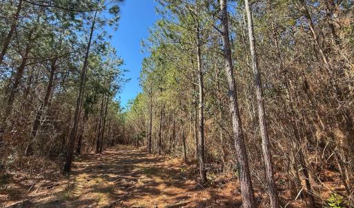 Photo #59 of Off Highway 41, Trenton, NC 50.7 acres