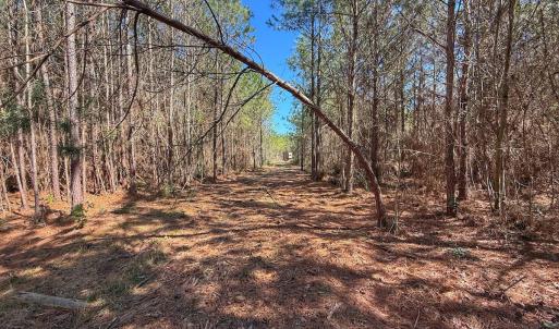 Photo #62 of Off Highway 41, Trenton, NC 50.7 acres