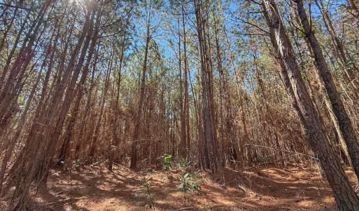 Photo #64 of Off Highway 41, Trenton, NC 50.7 acres