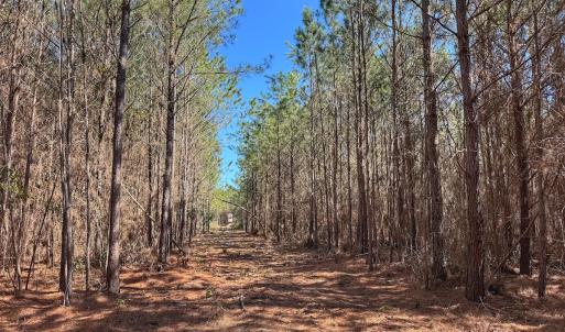 Photo #65 of Off Highway 41, Trenton, NC 50.7 acres
