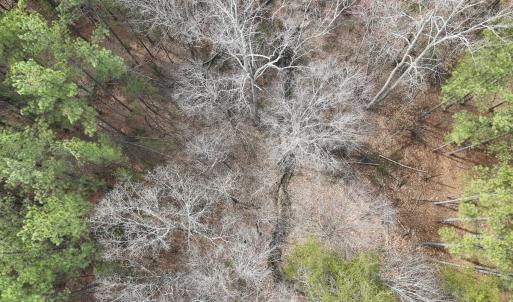 Photo #17 of Off Virginia Mill Rd, Arvonia, VA 58.8 acres