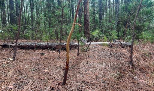 Photo #26 of Off Virginia Mill Rd, Arvonia, VA 58.8 acres
