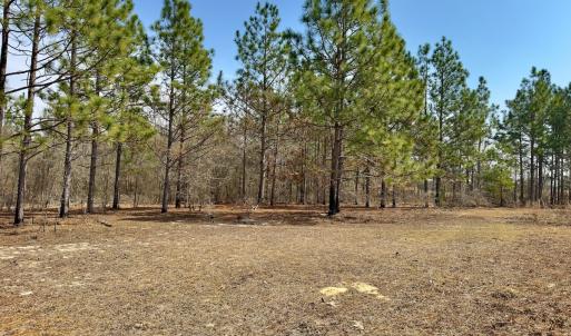 Photo #15 of Off Peachtree  Drive, Hamlet, NC 3.4 acres