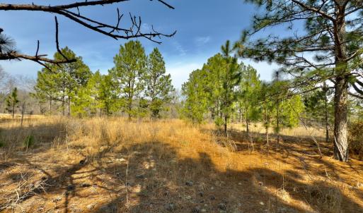 Photo #3 of Off Peachtree  Drive, Hamlet, NC 3.4 acres