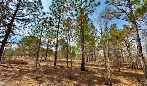 Photo #4 of Off Peachtree  Drive, Hamlet, NC 3.4 acres