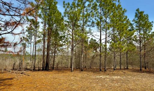 Photo #31 of Off Peachtree  Drive, Hamlet, NC 3.4 acres