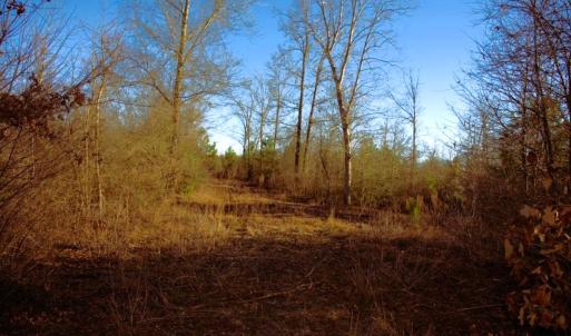 Photo #23 of 973 Mosely Road, Walstonburg, NC 204.2 acres