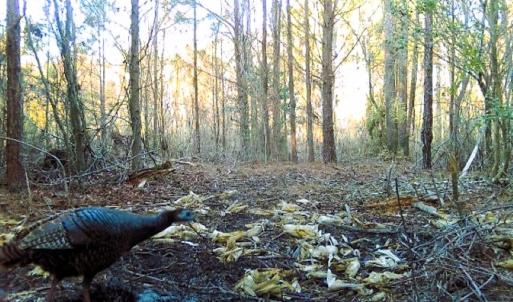 Photo #24 of 973 Mosely Road, Walstonburg, NC 204.2 acres