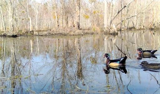 Photo #25 of 973 Mosely Road, Walstonburg, NC 204.2 acres