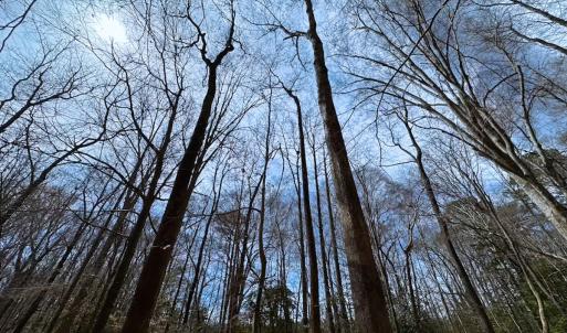 Photo #4 of Off Freeman Mill Rd, Whaleyville, VA 59.0 acres