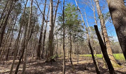 Photo #9 of Off Freeman Mill Rd, Whaleyville, VA 59.0 acres
