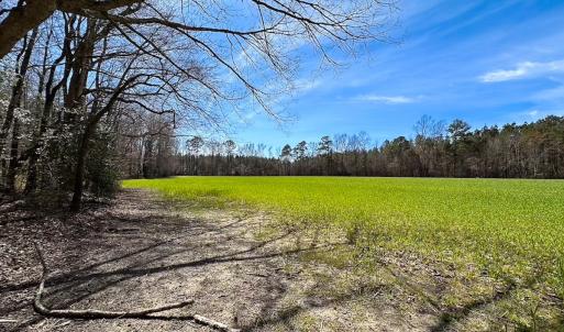 Photo #13 of Off Freeman Mill Rd, Whaleyville, VA 59.0 acres