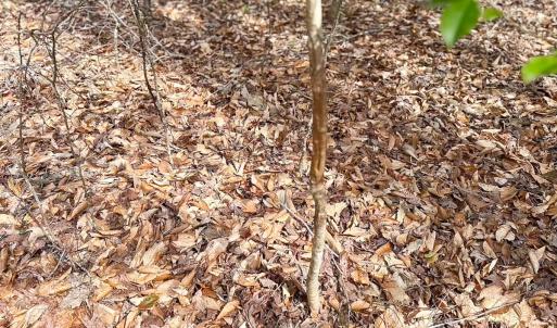 Photo #17 of Off Freeman Mill Rd, Whaleyville, VA 59.0 acres