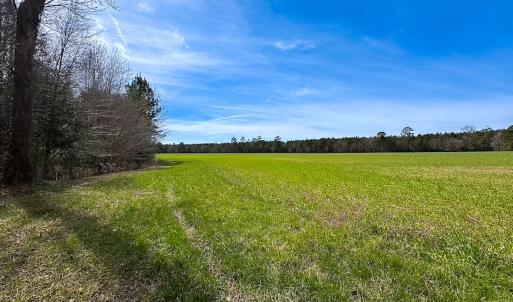 Photo #19 of Off Freeman Mill Rd, Whaleyville, VA 59.0 acres