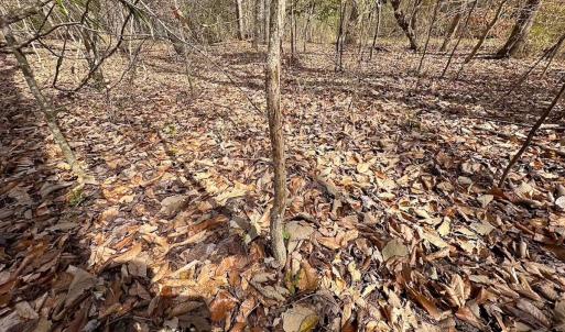 Photo #26 of Off Freeman Mill Rd, Whaleyville, VA 59.0 acres