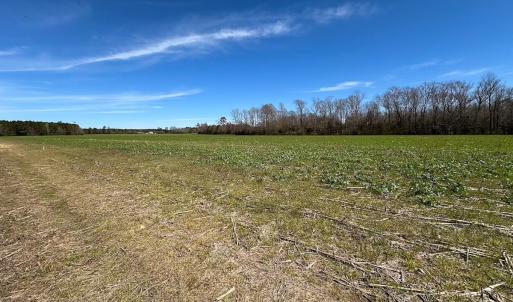 Photo #29 of Off Freeman Mill Rd, Whaleyville, VA 59.0 acres