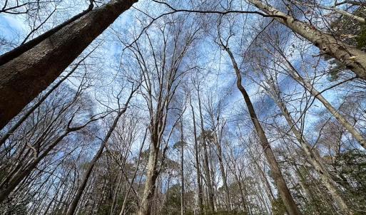 Photo #30 of Off Freeman Mill Rd, Whaleyville, VA 59.0 acres