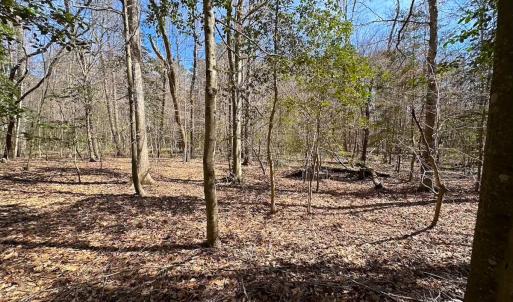 Photo #31 of Off Freeman Mill Rd, Whaleyville, VA 59.0 acres