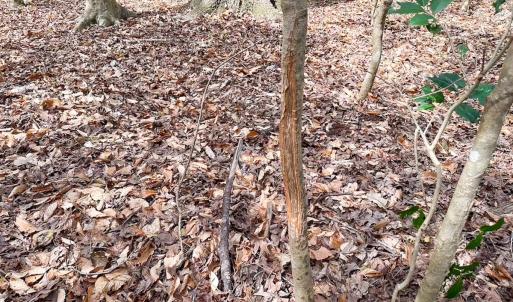 Photo #36 of Off Freeman Mill Rd, Whaleyville, VA 59.0 acres