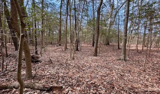 Photo #39 of Off Freeman Mill Rd, Whaleyville, VA 59.0 acres