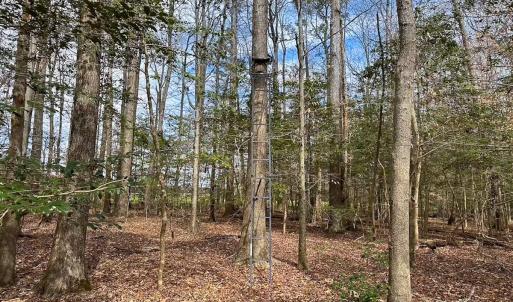 Photo #47 of Off Freeman Mill Rd, Whaleyville, VA 59.0 acres