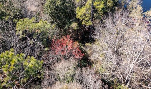 Photo #10 of SOLD property in Off Minturn Avenue, Hamlet , NC 0.8 acres
